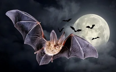 Bat Week at UMass