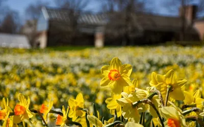 Daffodil Days at Blithewold Manor