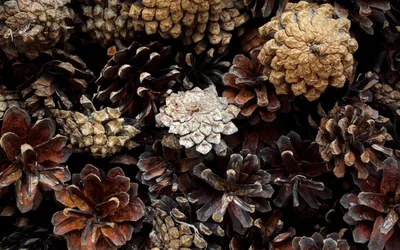Make Your Own Pinecone Critter