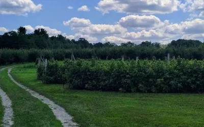 Meadowbrook Orchards