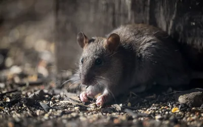 National Urban Rat Summit