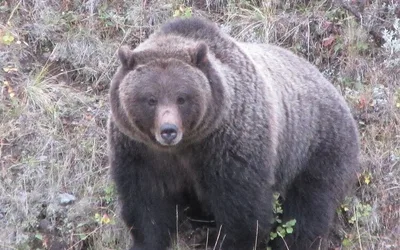 Fat Bear Week