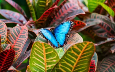 'Butterflies are Blooming' exhibition