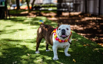 Island Time Paw-ty