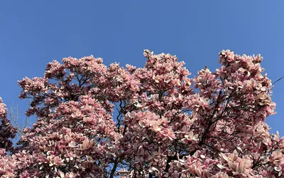 The Simon and Garfunkel Story