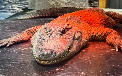 Weekend Open Hours at The Creature Conservancy