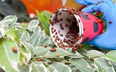 Annual Ladybug Release