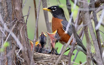 Carpenter Bird Banding