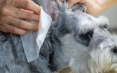 Free Pet Wellness Clinic