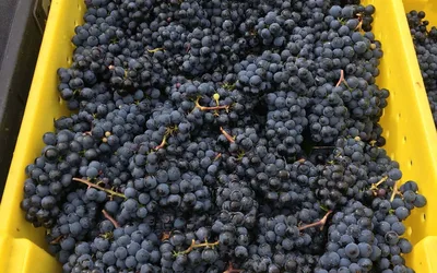 Grape Stomp Festival