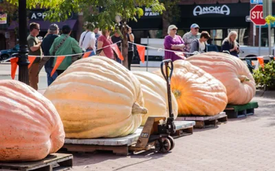 Where the Pumpkins Weigh More