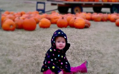 Pearson Family Farm & Corn Maze
