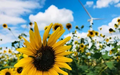 Sunflower Fields in Minnesota