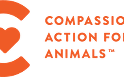 Vegan Chili Cook-Off