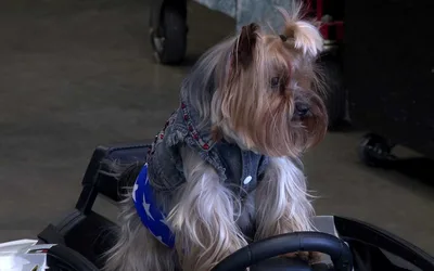 Magnolia Classic Dog Show