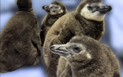 Penguin Chick Viewing