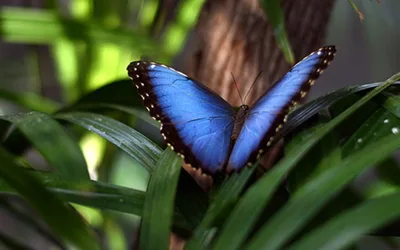 Morpho Mania