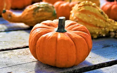 Paint Party: Mini Pumpkin