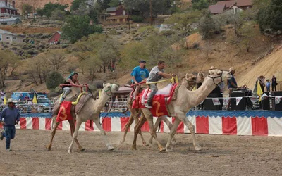 67th International Camel and Ostrich Races