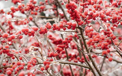 Carson City Master Gardeners: Final 2026 Garden Talk