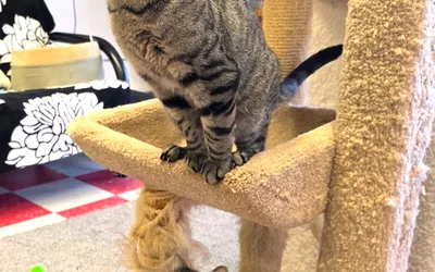 Meet Boxer and Tiger