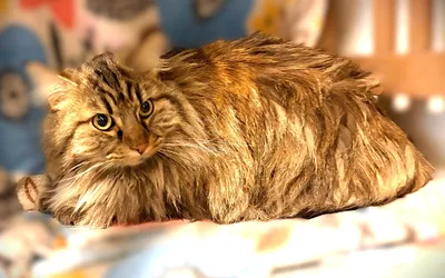 Meet Kookie and Koko