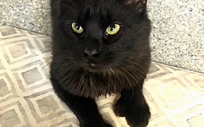 Meet Paulie the Polydactyl