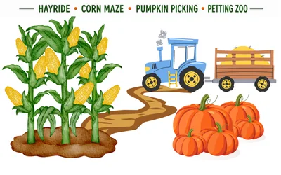 Full Fun Hayride, Corn Maze, Pumpkin