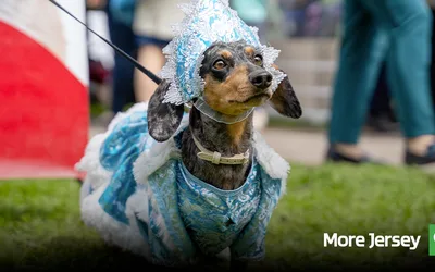 Pet Costume Parade