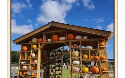 Sunflower & Fall Festivals