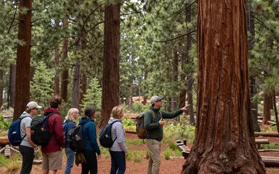 Forest Bathing Day, New Mexico