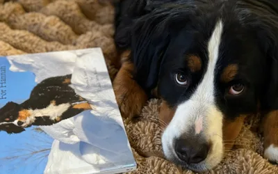 Paws and Pages