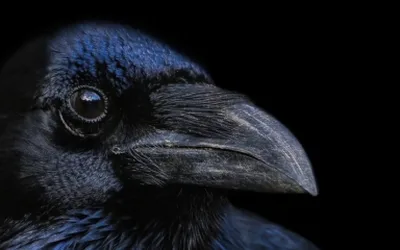 Raven Party