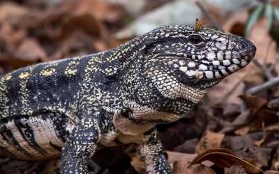 Headliners Comedy Fundraiser for Main Dunstable School