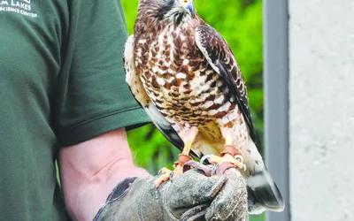 Raptor Migration Celebration