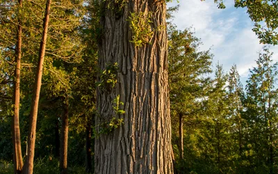 Song is a Strong Thing