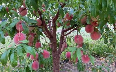 2026 Fruit Growers Workshop