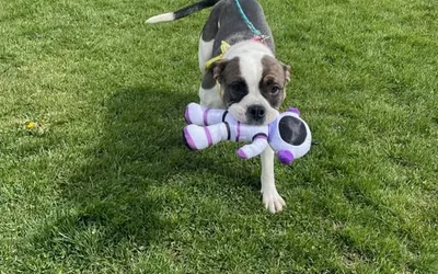 29th Annual Los Alamos Dog Jog