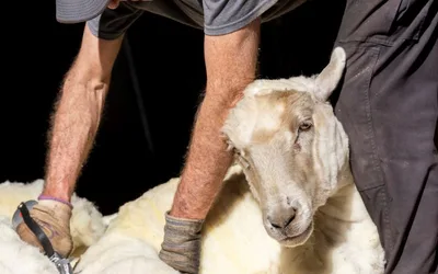 Annual Sheep Shearing Day