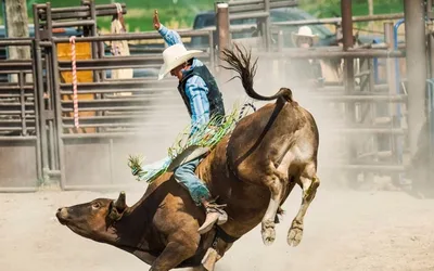 Matinee Rodeo at New Mexico State Fair