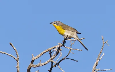 Monthly Bird Walk Series