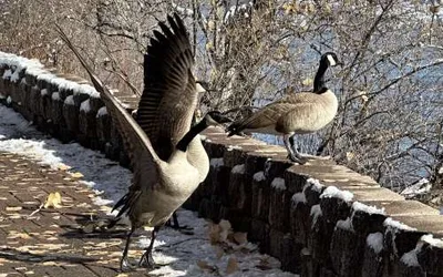 New Mexico Big Year for birding