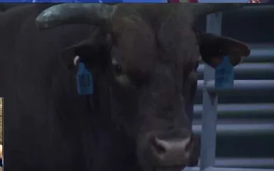 Xtreme Bulls