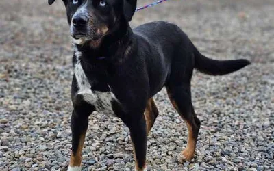 Yard Sale Fundraiser for Warrior Rescue