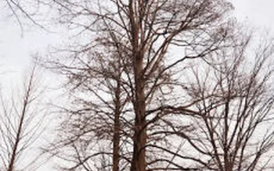 Adult Hike - Willowbrook Park