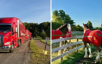 Budweiser Clydesdales Visit