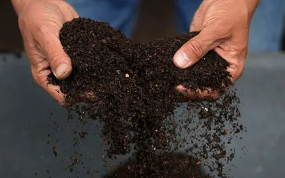 Compost Giveaway in Queens