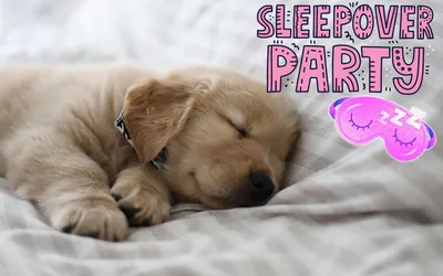 Saturday Sleepover With A Rescue Dog