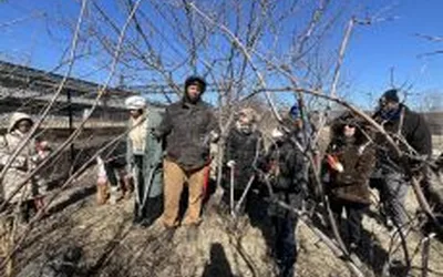 Winter Pruning at the Foodway