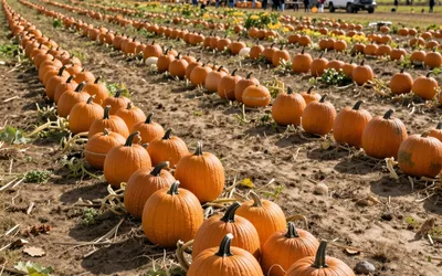Island Farm Pumpkin Patch Saturdays